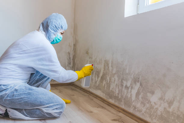 Black mold inspection in Wellesley Hills