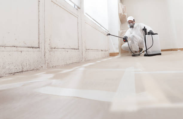 Black mold remediation team in Wellesley Hills